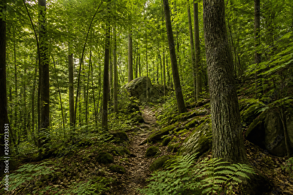 Naklejka premium A dense, lush green forest with tall trees and a winding dirt path leading toward some rocks.