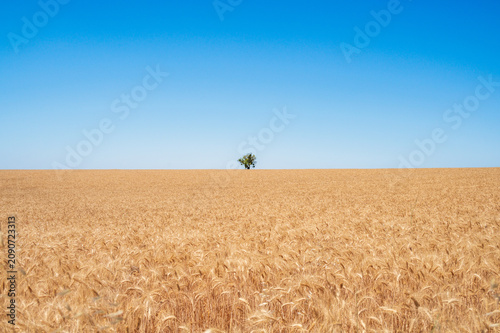 Champ de blé doré sur le plateau de Valensole, Provence, France, sous un ciel bleu minimaliste avec un arbre isolé à l’horizon. Paysage agricole estival, nature rurale.