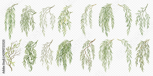 Картината върху платно Set of weeping willow branches with green leaves, isolated on a transparent background, vector illustration