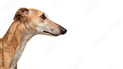 Photos Cute domestic brown greyhound dog pet profile portrait isolated on a transparent