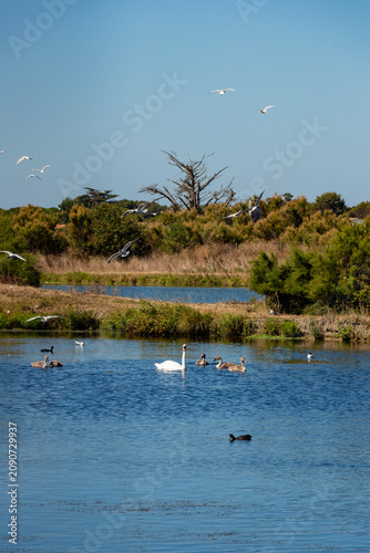 A graceful swan family and black coots swim in a calm blue pond while a flock of gulls flies above a sunny salt marsh in Ile de Re, France.