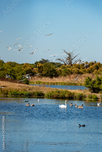 A graceful swan family and black coots swim in a calm blue pond while a flock of gulls flies above a sunny salt marsh in Ile de Re, France.