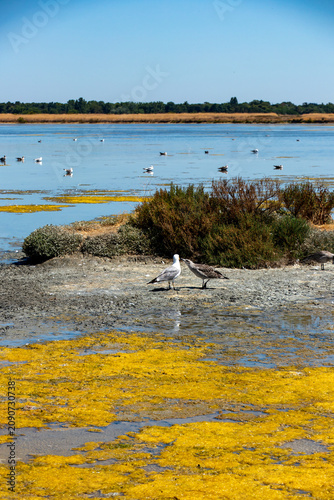 An adult seagull and its speckled juvenile interact on a mudbank surrounded by bright yellow algae in a blue salt marsh in Ile de Re, France.