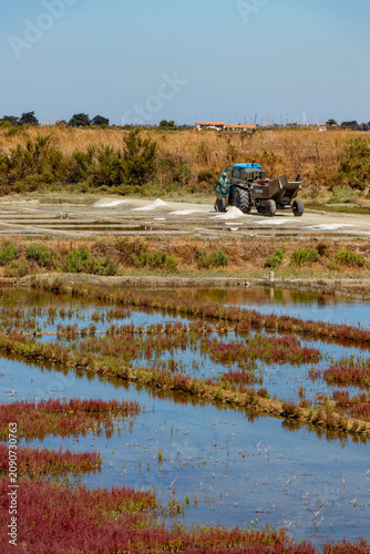 A blue tractor harvesting white sea salt in traditional evaporation ponds surrounded by vibrant red salicornia plants on a sunny day in Ile de Re.