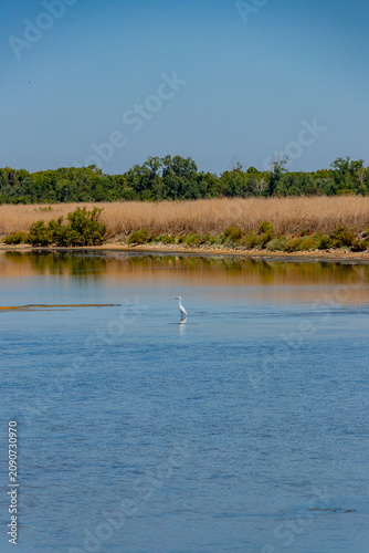 A solitary white egret stands in the calm blue waters of a coastal salt marsh, backed by golden grass and green trees in Ile de Re, France.