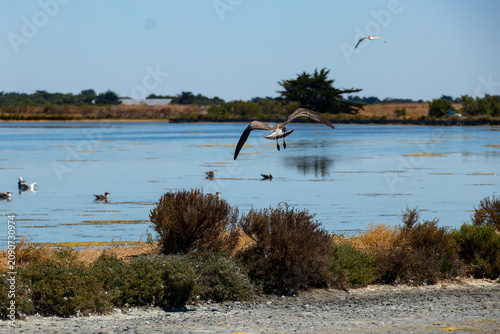 A speckled juvenile gull takes flight over a calm blue salt marsh on a sunny summer day, surrounded by coastal vegetation in Ile de Re.