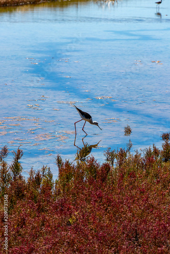 An elegant Black-winged stilt (Himantopus himantopus) foraging in calm blue salt marsh water behind red salicornia in Ile de Re, France.