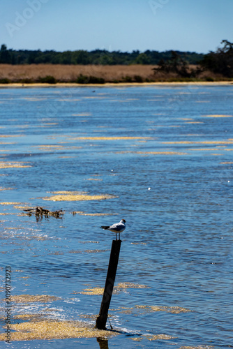 A peaceful seagull resting on an isolated wooden post in the bright blue water of a traditional salt marsh in Ile de Re, France, on a sunny day.
