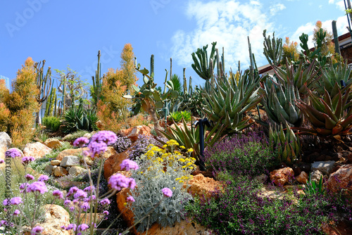 Desert garden with cacti and purple flowers