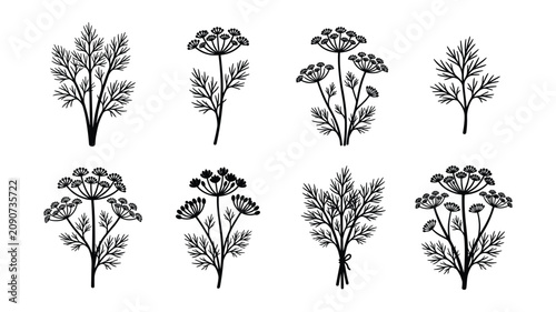 Bild auf Leinwand Dill and Fennel Herb Umbel Flower Silhouette Vector Set, Isolated Wild Meadow Pl