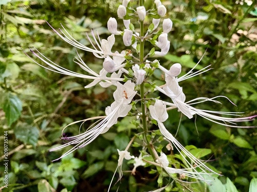 Valokuva close up of a cat whisker flower
