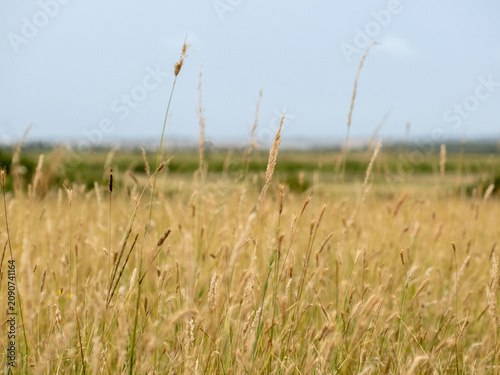 Fotografía Coastal grassland with grass seedheads, Bower's Marsh, Essex, England