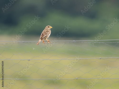 Canvas Print Corn bunting (Emberiza calandra) perched on wire fence, Bower's Marsh, Essex, England