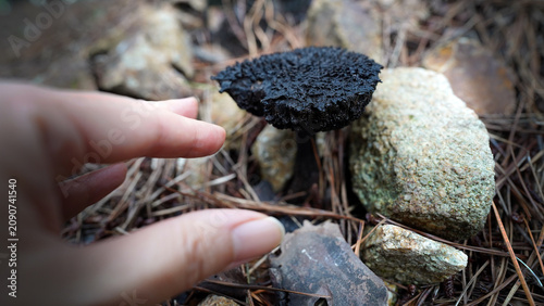 Foto Old Man of the Woods Edible Mushroom with Dark Gray Fuzzy Scaly Cap
