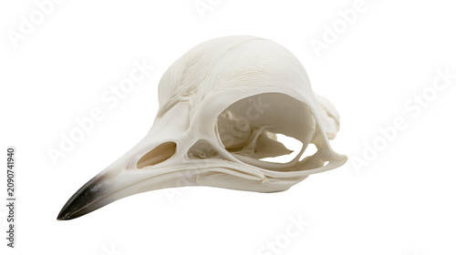 Detailed white bird skull with sharp beak, isolated on transparent background