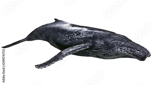 Quadro su tela Dark grey humpback whale with white speckles, isolated on transparent background