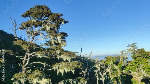 Serene mountain landscape bathed in clear blue sky, featuring ancient, gnarled trees adorned with ethereal moss, evoking a tranquil and rugged natural beauty