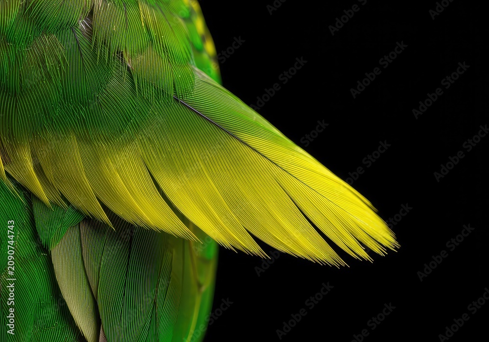 Obraz premium A delicate green and yellow parakeet feather captured in extreme close-up, highlighting the intricate natural texture and vivid avian coloration ,green ,fluffy ,animal
