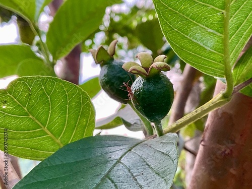 Fotografie Guava ovule