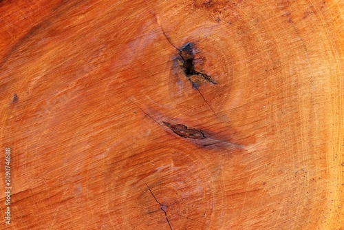 Red wood stump surface pattern background
