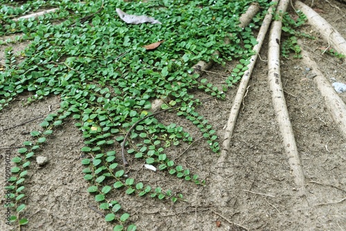 Ground ivy and tree roots on ground background