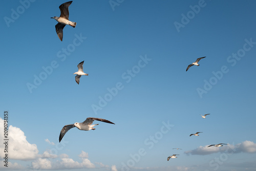 A flock of seagulls soaring freely in a bright blue sky with white clouds, symbolizing freedom and peace.
