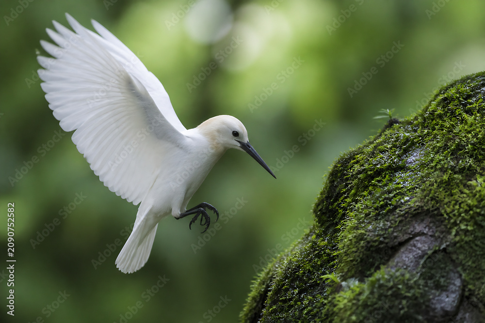Fototapeta premium A white egret is flying in a lush, green outdoor setting near a moss-covered tree.