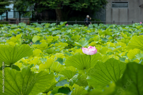 不忍池の蓮の花