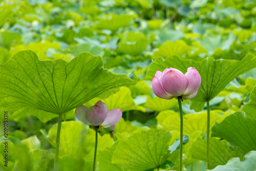 不忍池の蓮の花