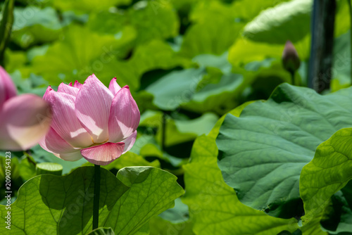 不忍池の蓮の花