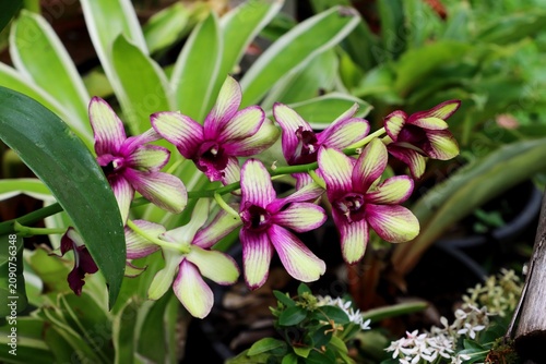 Yellow and purple Dendrobium Orchid flowers in a garden