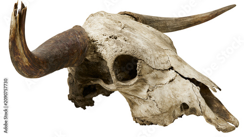Obraz na płótnie Weathered bull skull with large curved horns, isolated on transparent background