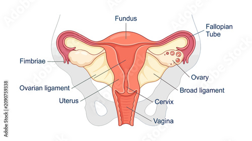 Картината върху платно Anatomical Illustration of the Female Reproductive System with Labels