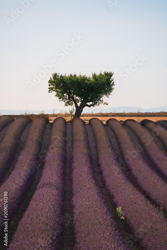Rangs de lavande violette en perspective sur le plateau de Valensole, Provence, France, avec un arbre isolé en forme de cœur à l'horizon. Paysage estival minimaliste, lumière dorée de fin de journée.