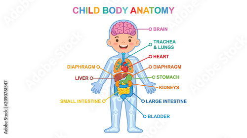 Child Body Anatomy Illustration - Internal Organs Labeled