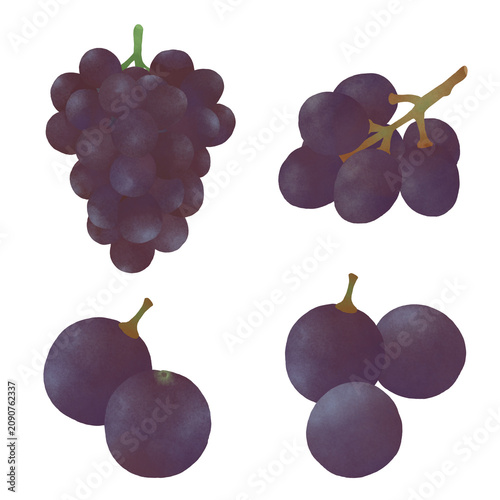 Grape illustration