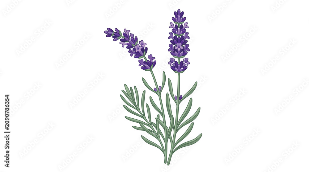 Fototapeta premium Two vibrant purple lavender flower stalks with green stems illustrated in a clean artistic style