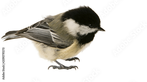 Black-capped chickadee bird with black cap and white cheeks
