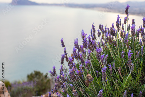Lavender flowers in bloom overlooking a tranquil coastal landscape with distant mountains and a serene sea under a soft sky