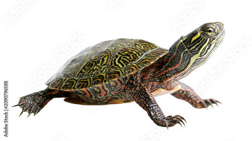 Bild auf Leinwand Red-eared slider turtle with intricate shell pattern and striped head