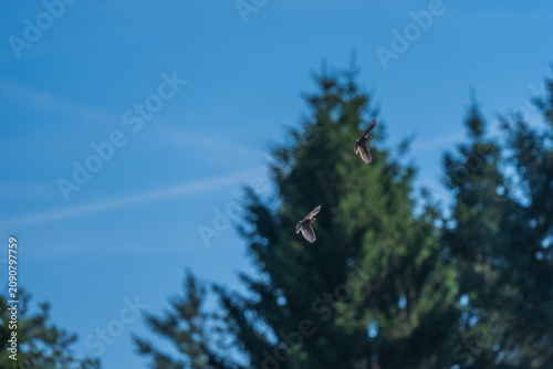 Fotografie Two Juvenile red-backed shrike flying in front of green pine trees