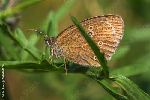 Tableau sur toile Ringlet butterfly resting on green leaves