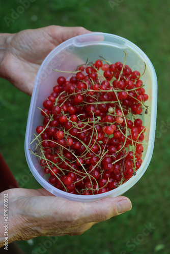 Close-up of elder woman’s hands holding red currant berries harvest in a plastic box on early ummer. Ribes red berries 