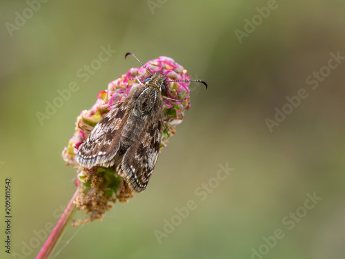 Принти на полотні A Dingy Skipper Butterfly on a Small Burnet Seed Head