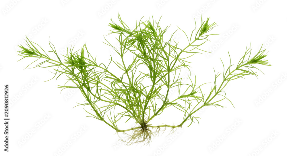 Fototapeta premium Caulerpa taxifolia (Mediterranean Killer Algae) Isolated on Transparent Background PNG