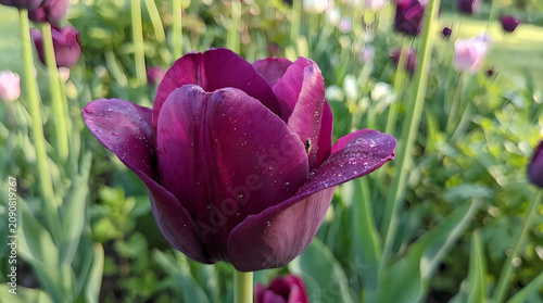 A close-up of a vibrant purple tulip in a lush garden