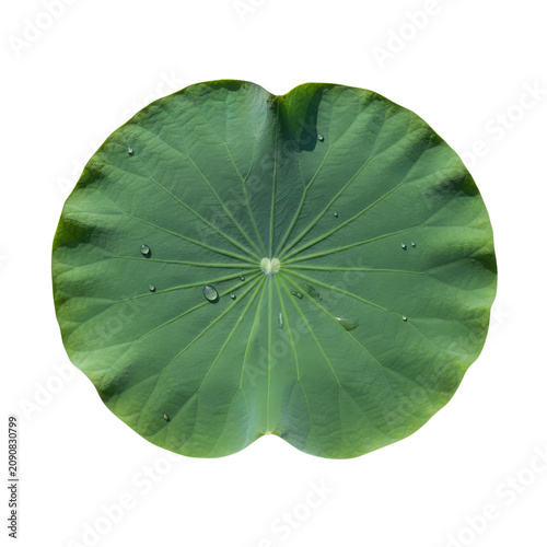 Large green lotus leaf with water droplets and radial veins on top view cutout.
