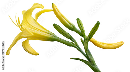 Bild auf Leinwand Yellow daylily flower with green buds, isolated on transparent background