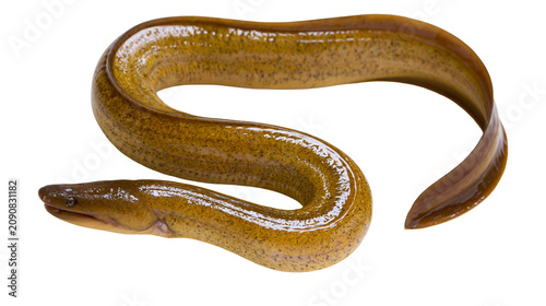 Brown eel with speckled skin coiled and curved, isolated on transparent background