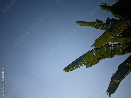 blue sky and clouds,
tropical atmosphere with green leaves contrasting against a bright blue sky